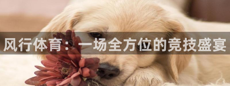 nba直播龙门：风行体育：一场全方位的竞技盛宴